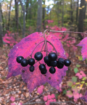 Viburnum Acerifolium, (Maple-leaf viburnum)